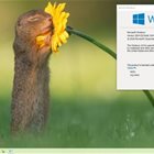 微软将Windows 10 2020年5月更新正式版发布到MSDN